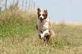 BORDER COLLIE 688